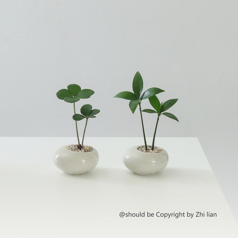 墨西哥铁盆栽创意迷你拇指绿植物室内客厅桌面办公桌花卉四季常青,淘宝优惠券,粉丝福利购,淘宝优惠卷