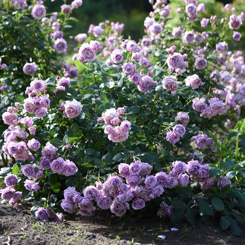 虹越月季花苗爬藤月季灌木冰冠蓝色阴雨龙沙宝石天方夜谭玫昂小姐,淘宝优惠券,粉丝福利购,淘宝优惠卷