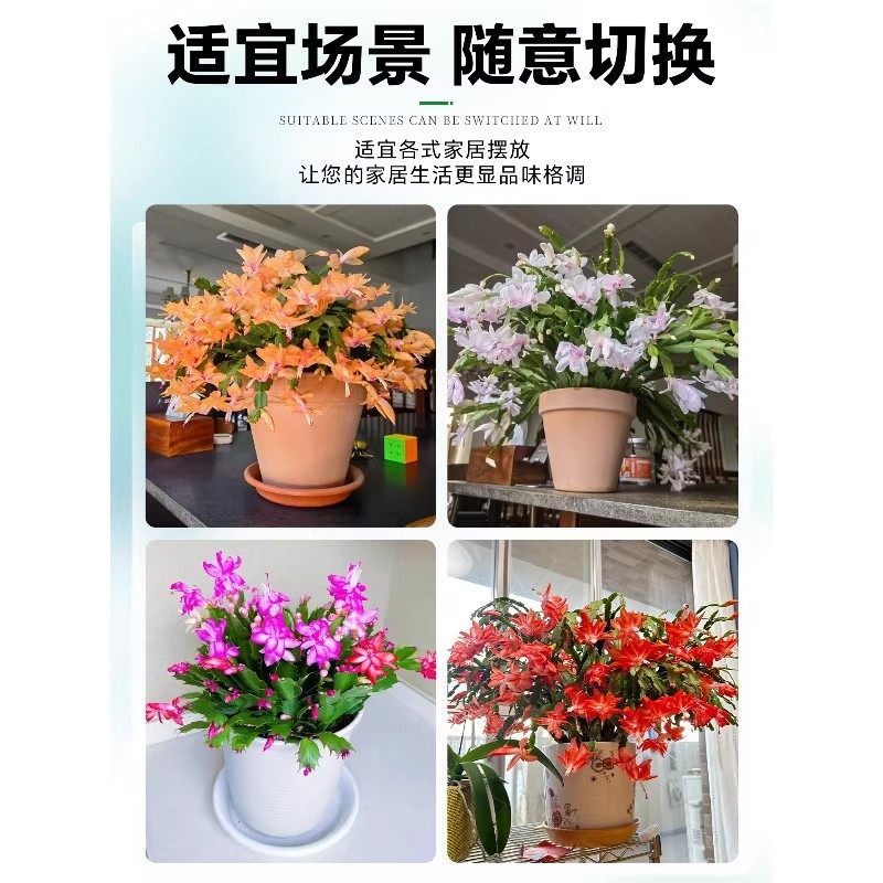 蟹爪兰盆栽带花苞开花多肉绿植物好养嫁接蟹爪莲室内花卉客厅四季,淘宝优惠券,粉丝福利购,淘宝优惠卷