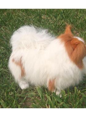 厂家现货仿真狗家居摆件创意桌面装饰品 蝴蝶犬模型 博美犬