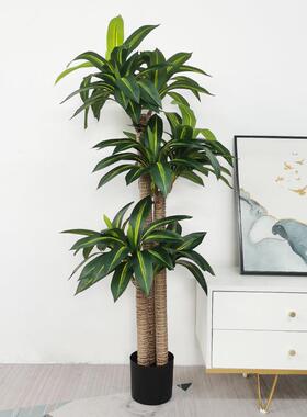 生老桩树盆栽热仿带植巴西木大型落绿jw5橱窗植物室内地家居巴西