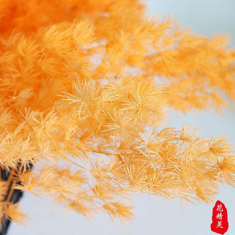 永生花蓬莱松 礼盒玻璃罩制作材料diy花材雪松浮游云南基地,淘宝优惠券,粉丝福利购,淘宝优惠卷