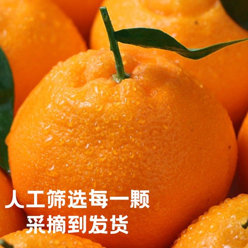 四川春见耙耙柑整箱粑粑柑正宗水果新鲜当季包邮丑桔橘杷杷柑