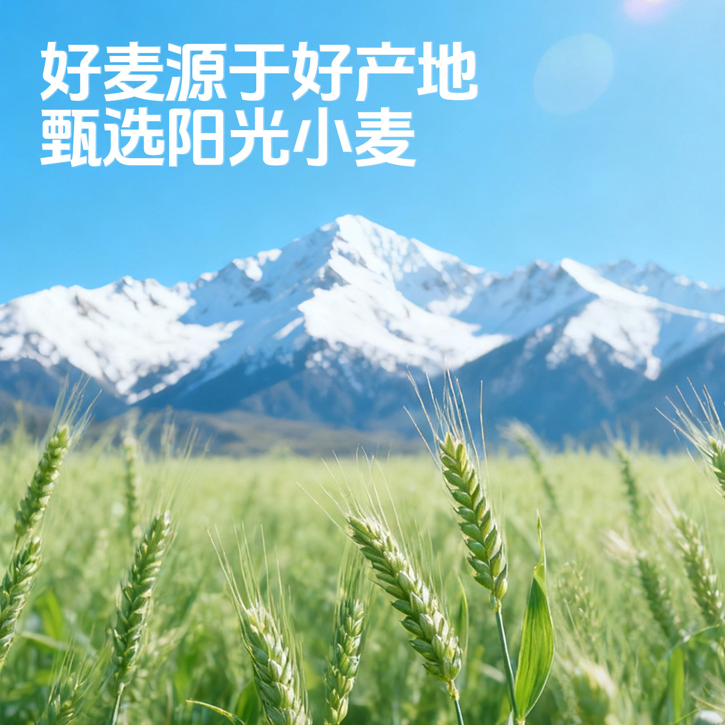 CKM陈克明软弹月牙面圆面条细面早餐拌面炒面汤面挂面官方旗舰店