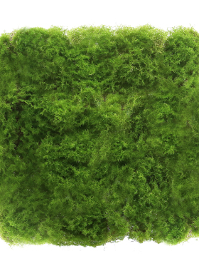 仿真植物造景配材仿生苔藓假绿植青苔铺面加大加厚盆景装饰草皮