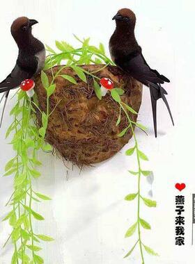 墙壁装饰挂件彷真燕子春季装饰品 家居装饰 彷真小鸟燕窝燕巢鸟窝