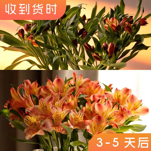 【斗南直发】水仙百合 六出六初花花期长昆明新鲜切花水养花卉材 - 图1