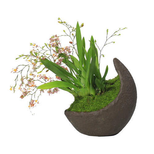 文心兰盆栽水培植物梦香兰室内花卉桌面盆栽好养植物秋冬开花绿植 - 图2
