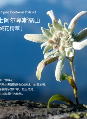 TAL雪绒花手霜护甲油修护双手