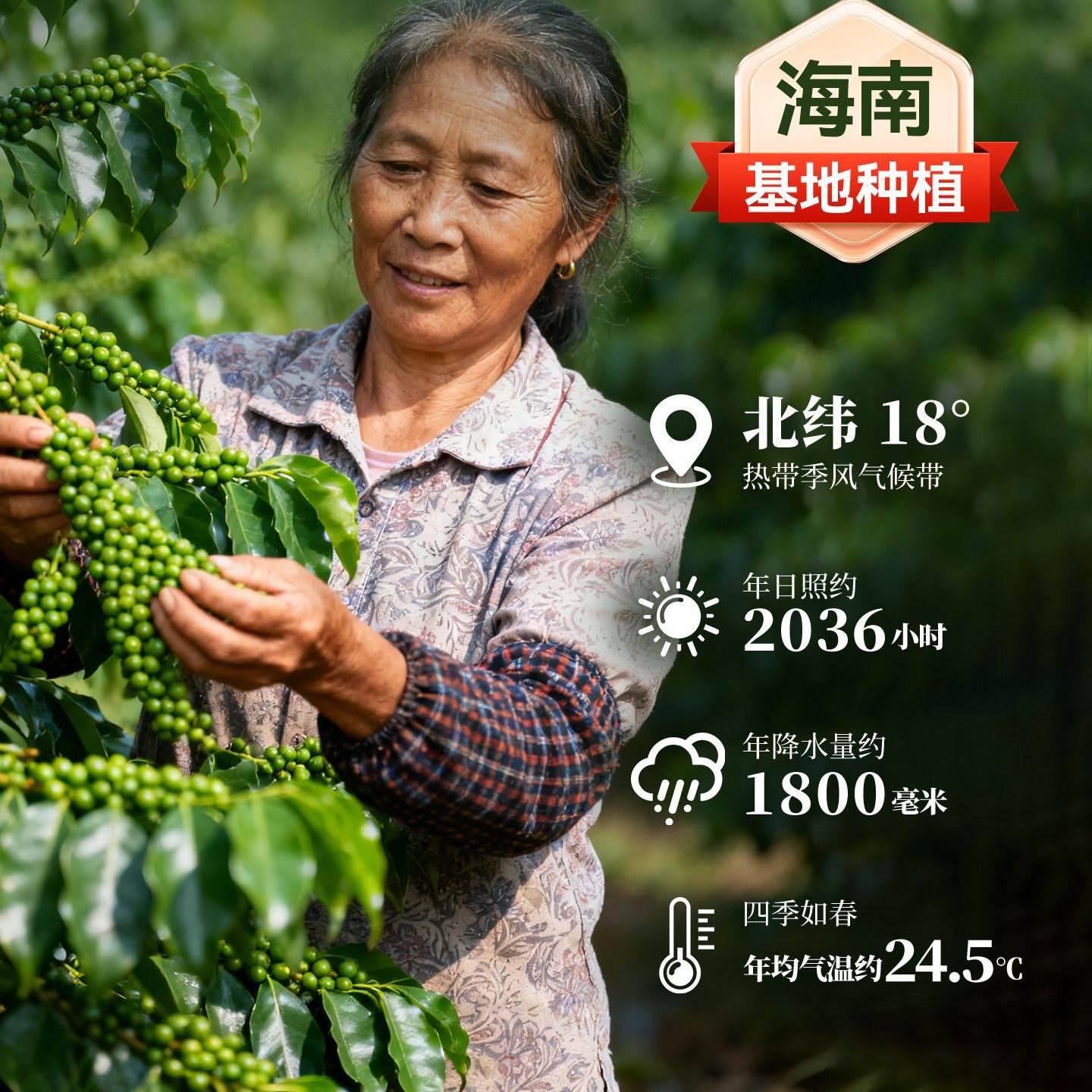 正宗海南白胡椒粉500g官方旗舰店家用调味料香辛料干调料去鲜增香 正宗海南白胡椒粉500g官方旗舰店家用调味料香辛料干调料去鲜增香