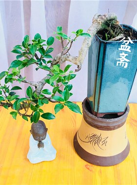 虎皮榕盆景 树桩虎斑榕树金钱气根悬崖式临水式抱石水陆造景盆栽