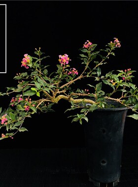 小李樱桃绿植物盆栽精品盆景老树桩悬崖式盆景稀有四季开花结果