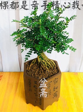 胡椒木盆景老桩 清香木盆栽带香味驱蚊植物净化空气室内桌面绿植