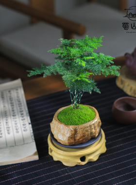 文竹植物室内绿植秋冬桌面好养盆栽四季常青办公室绿植窗台小盆景