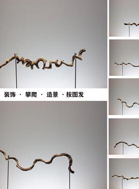 天然过江软龙藤禅插花装装饰干树枝摆件意爬宠RSS攀条爬弯曲树枝