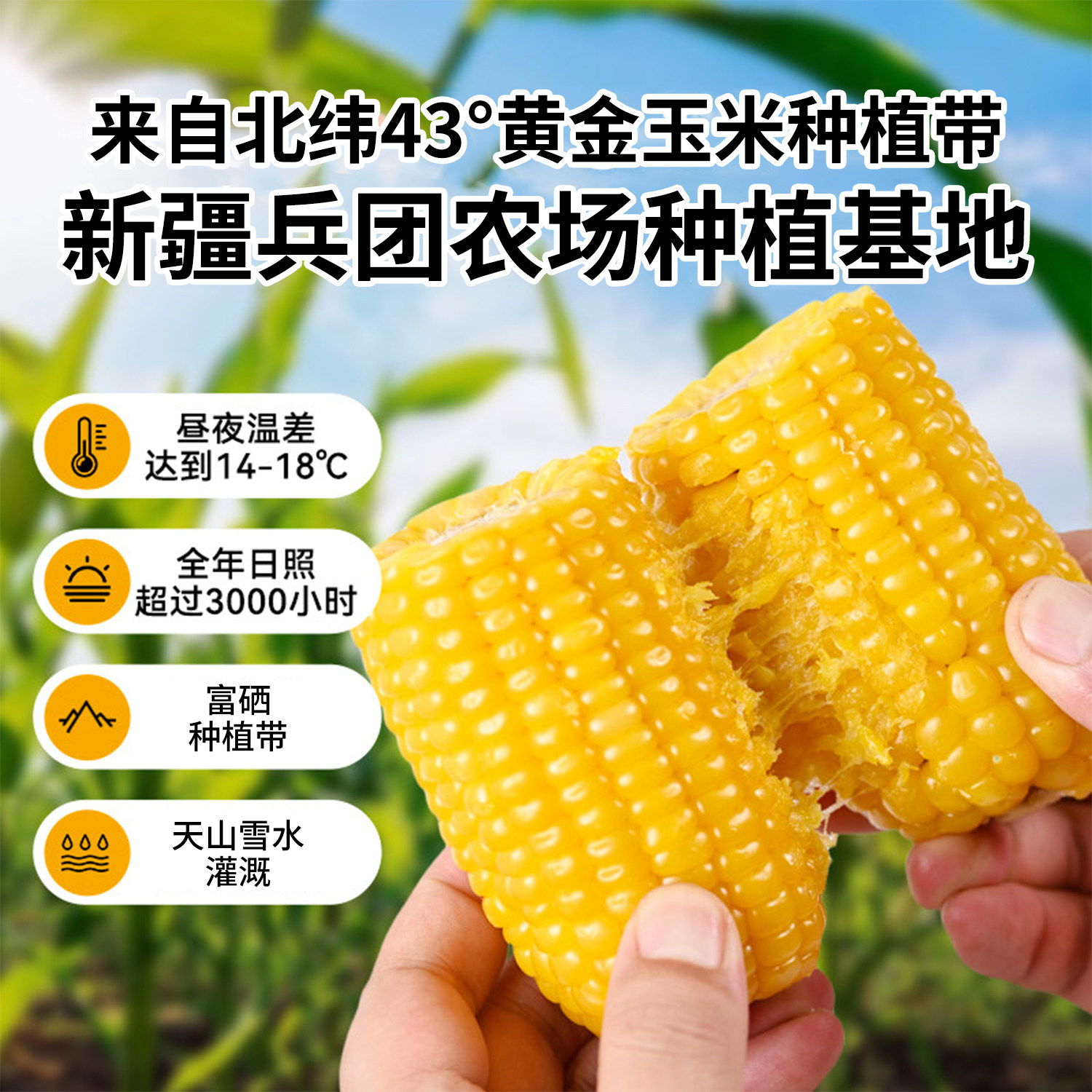 疆物季伊犁鲜食玉米低脂轻食饱腹粗粮全家早餐真空独立装现摘现发