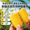 疆物季伊犁鲜食玉米低脂轻食饱腹粗粮