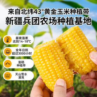 疆物季伊犁鲜食玉米低脂轻食饱腹粗粮