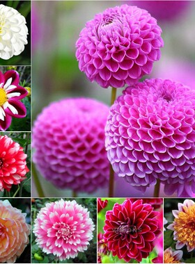 15元3球大丽花球根花卉地瓜花大丽花种球花大庭院盆栽带花包邮