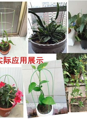 金钱树专用捆绑支架园艺花卉造型支撑杆瓜果爬藤固定铁丝线防伏倒
