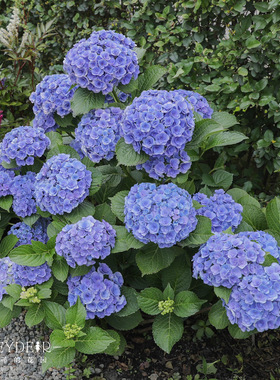海蒂的花园绣球花苗海妈花园新品花卉植物营养土盆栽
