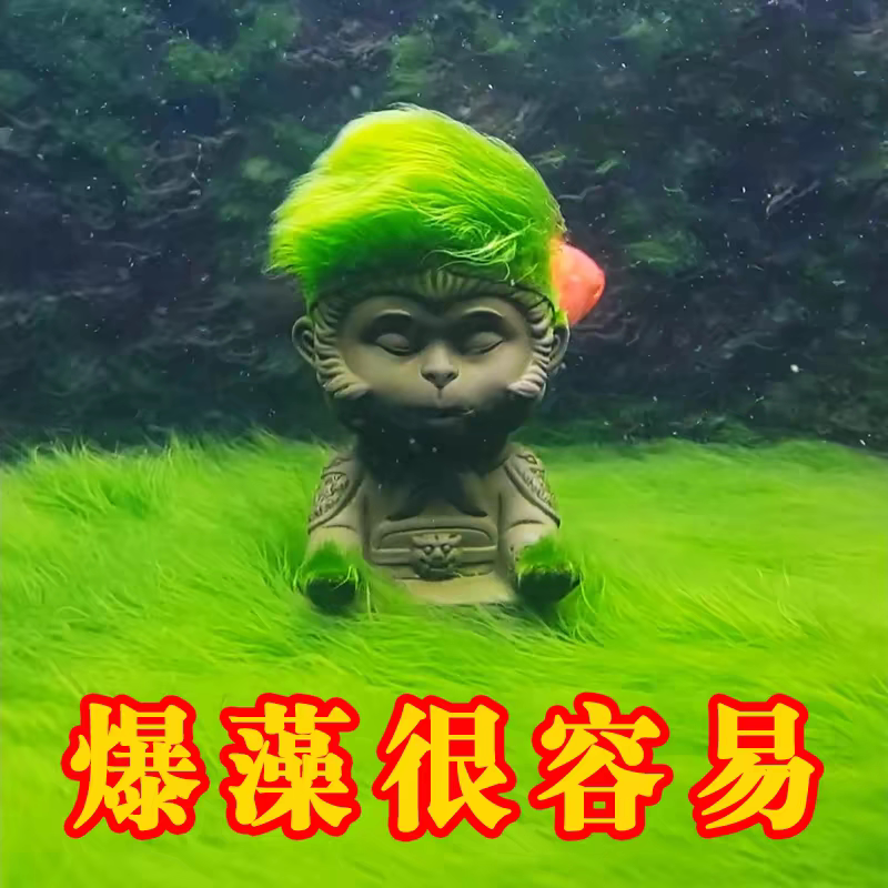 精品短绒藻石短绒藻石藻兰寿种水培水草造景绿毛龟水藻石鱼虾口粮