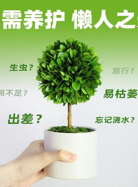 打工人稳定上班情绪神器工位解压植物小摆件办公室桌面绿植装饰品