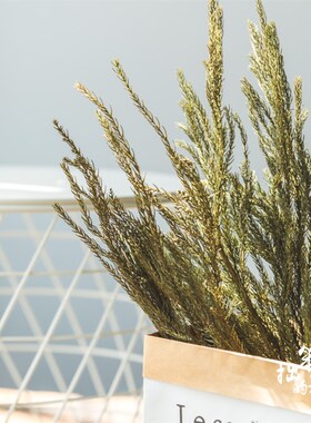 北欧天然绿色干花真花树枝装饰干枝圣诞花环手工制作材料天竺少女