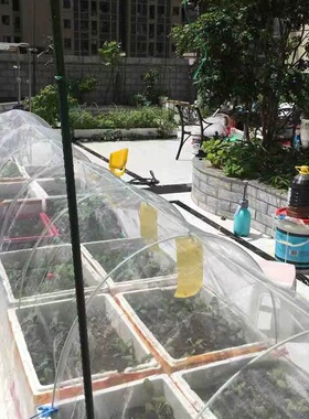 种菜专用防虫网大棚蔬菜防鸟网纱菜地防鸟用网果树樱桃防虫防鸟罩