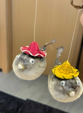 大刺豚标本挂件日照同款丑萌河豚