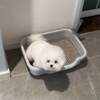 Dog toilet fixed-point toilet artifact small dog urinal basin pet anti-poop fixed urinal pad tray dog litter basin