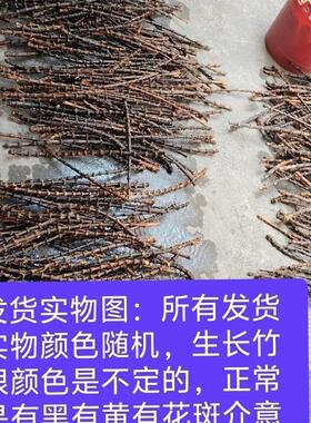 紫竹根(阴干老料)手镯料葫芦镶口鼓鞭料 直径范围只能标准大概