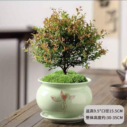 小叶赤楠老桩盆景苗植物花卉微景观水培办公室内好养四季常青盆栽 - 图3