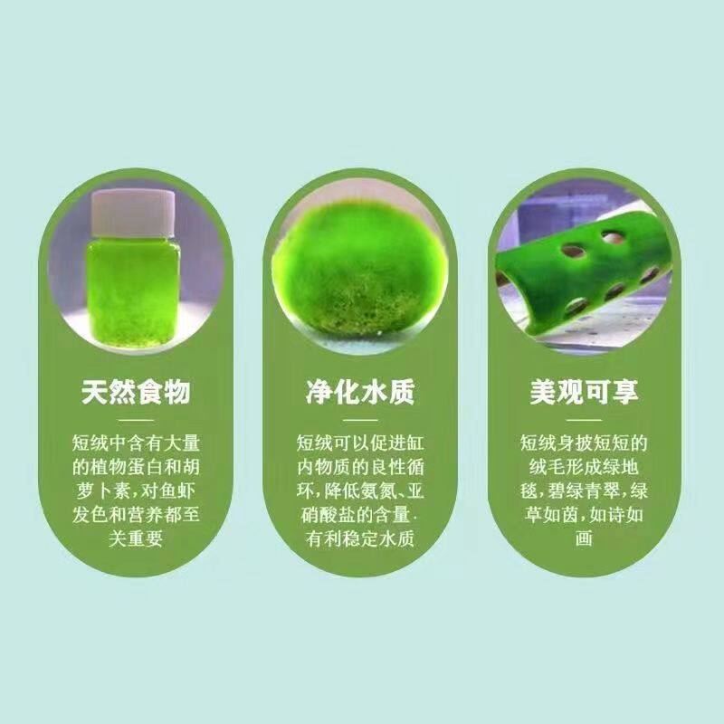 短绒藻石兰寿藻鱼缸造景长绒绿毛龟绿藻地毯增氧净化水草鱼虾口粮