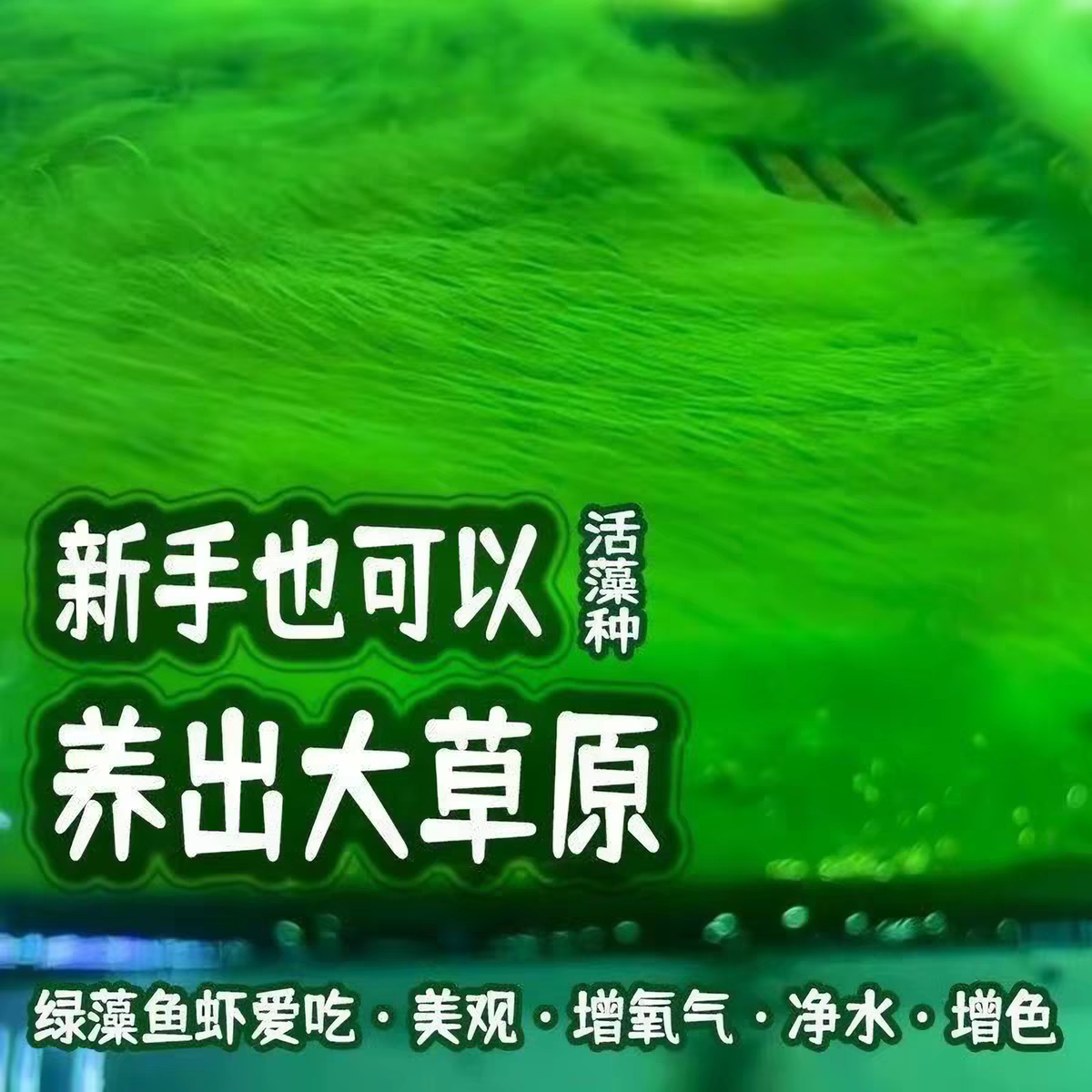 精品长绒藻石兰寿鱼缸绿藻精品藻种天然绿藻净化水质绿地毯摆件