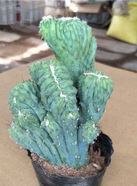多肉坏物彩麒麟麒栽【种植好包装不会植】玉盆麟绿植花卉