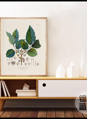Botanical Studies Vintage Posters and Prints Antique French
