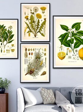 Vintage Botanical Posters and Prints Kitchen Wall Pictures