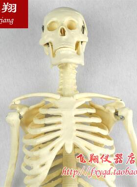 人体骨骼模型 85cm(全身带支架)  生物实验器材 教学仪器