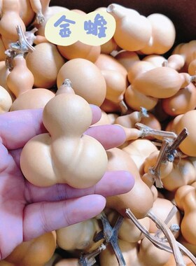 一物一图天然精品文玩勒扎异形小金蟾工艺礼品摆饰手把件老葫芦摆