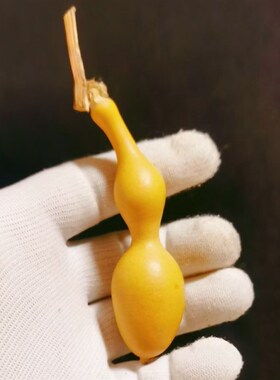 天然蚂蚁肚手捻小葫芦尖肚异形文玩手把件一物一图精品老葫芦