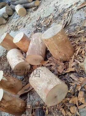 白桦树木段原木白桦木树干天然木段实木装饰树墩造景木桩栅栏围栏