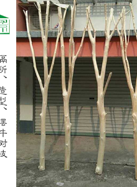 干树枝枯枝白树枝隔断装饰摆件干枝造景北欧风客厅创意屏风橱窗