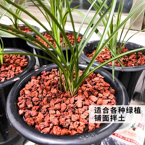 火山石颗粒腾冲精筛乳酸性天然火山岩多肉山乌龟铺面鱼缸水族造景 - 图1