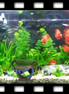 水族箱小型观赏鱼缸造景装饰鱼虾窝苔藓花瓶躲避屋树脂摆件 热款