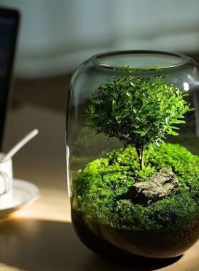 生命之树微景观玻璃瓶苔藓多肉植物绿植造景桌面创意摆件花瓶