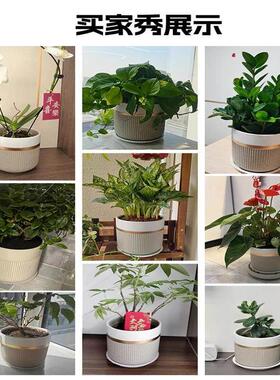 花盆轻奢高级感家用室内