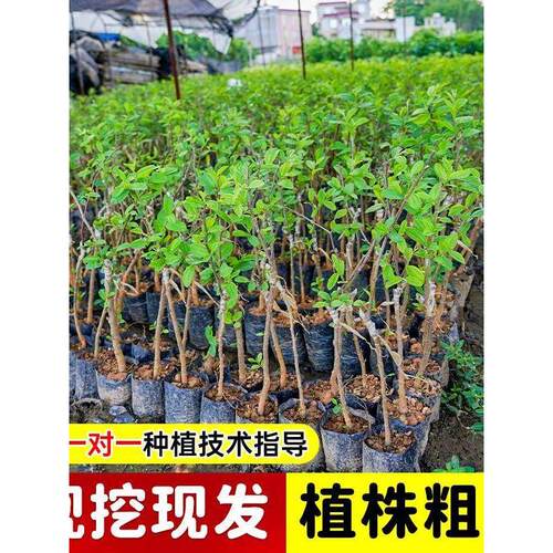 【基地直发】大青枣树苗正宗嫁接台湾高产大果牛奶枣脆甜苹果枣树 - 图0