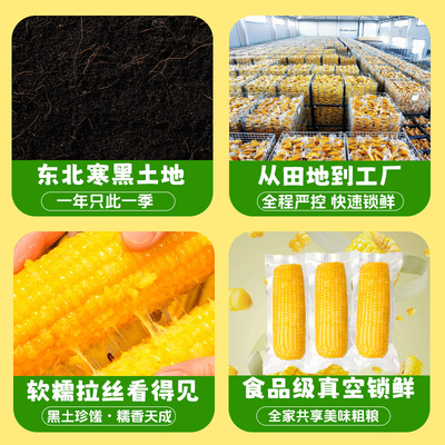 小叶之秋东北黄糯新玉米