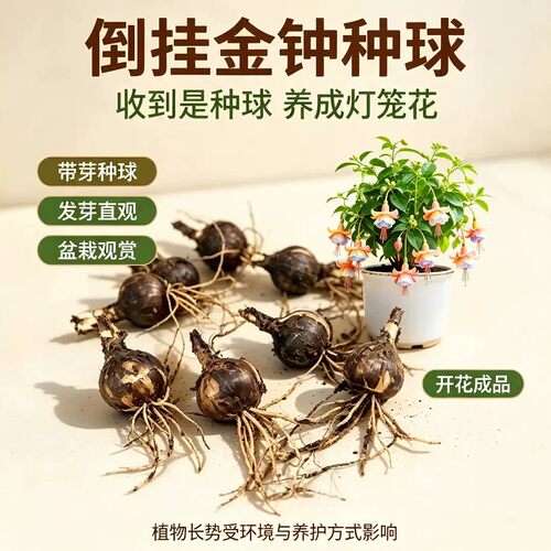 【下单立减50】八月新种-混色倒挂金钟种球盆栽花卉南北可种植ZF - 图2